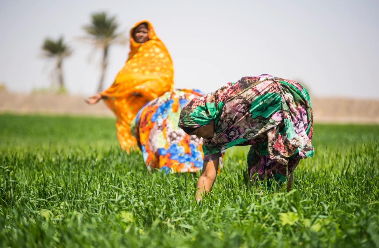 Farmers inspecting early wheat growth, following the construction of canals to bring much-needed water