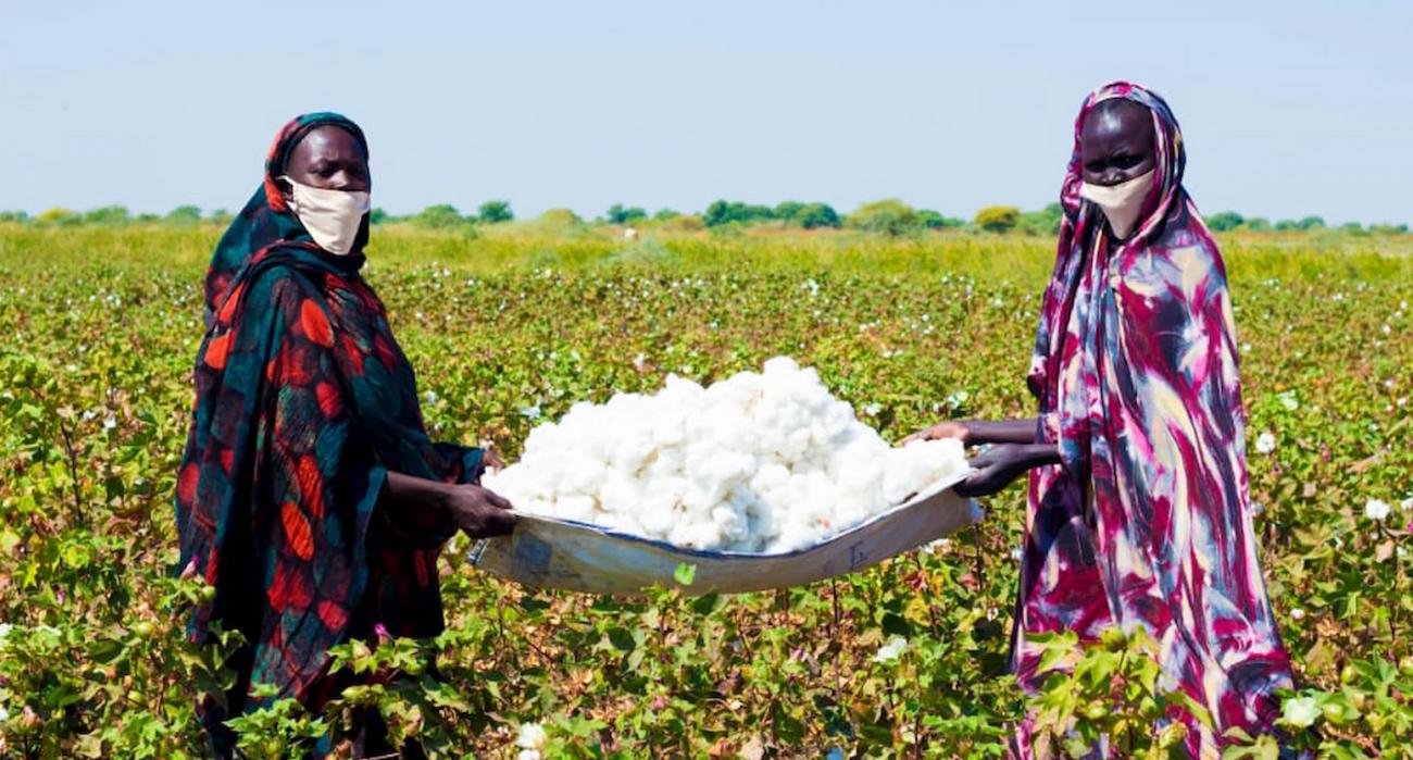 Cotton, stability, and 24,000 opportunities in Sudan’s White Nile