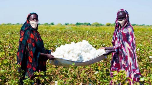  Cotton, stability, and 24,000 opportunities in Sudan’s White Nile 